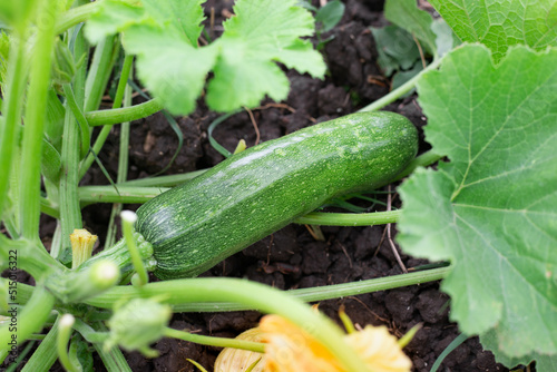 Zucchini grows on a bush. A young plant with yellow flowers and ripening fruits of a green zucchini in the garden in summer