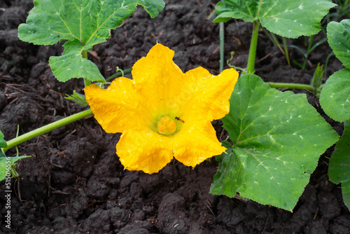 A yellow flower on a pumpkin bush is pollinated by insects. Growing vegetables in the garden