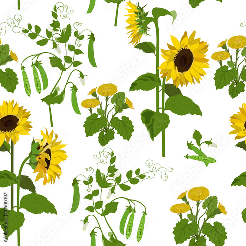 Seamless pattern of sunflowers, coltsfoot and green pea on white. Vector illustration.