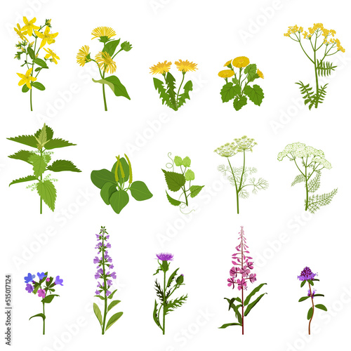 Collection flowers, buds and leaves on a white isolated background. Perennial plant or wild herb, used in herbal medicine, cosmetics, medicine. Vector illustration.
