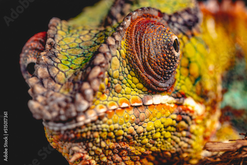 Chameleon close up