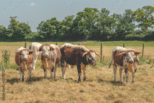 Fototapeta Naklejka Na Ścianę i Meble -  Cows in a field