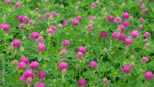 Purple flowers of red clover close-up (Trifolium pratense)  photo