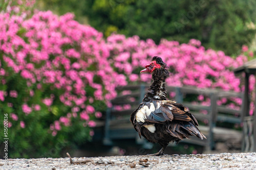Valokuvatapetti Duck on the background of flowering bushes on the Rhodes, Greece