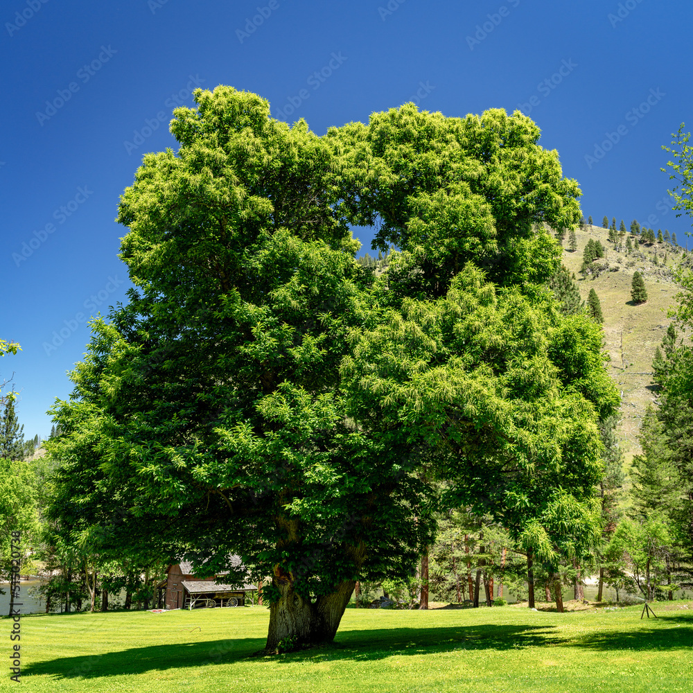 Rare Chestnut tree flourishing on the Salmon River Idaho Rare Chestnut tree flourishing on the Salmon River Idaho