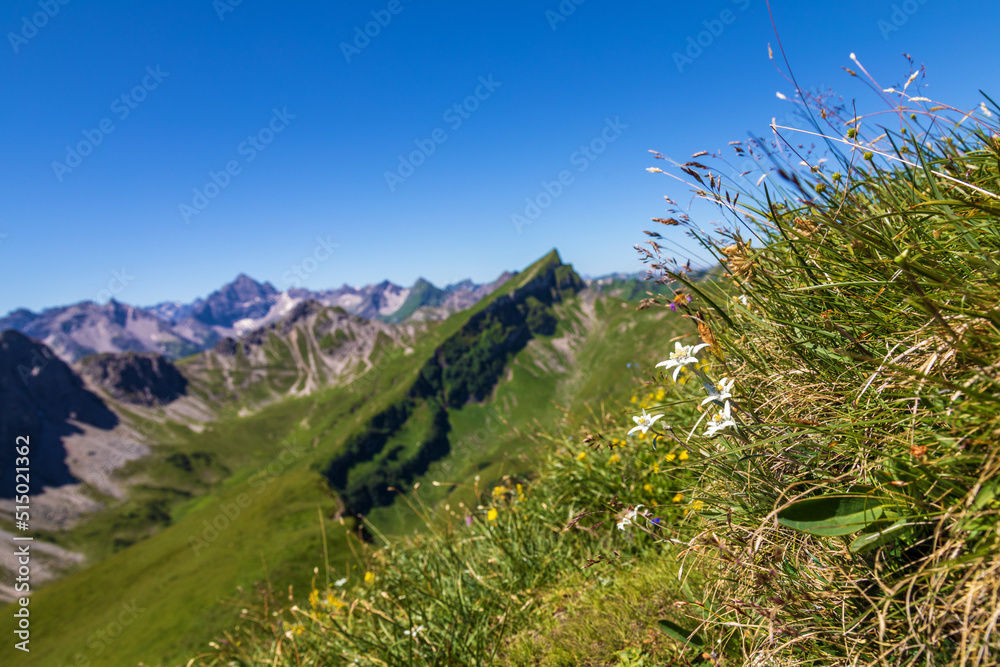 Fototapeta premium Edelweiss - Tannheimer Tal - Schochenspitze - Alpen - Berge