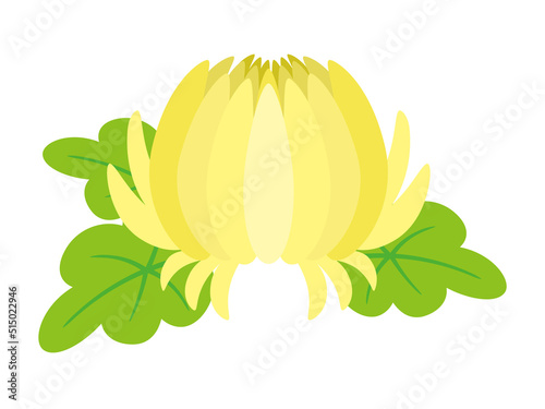 黄色の菊