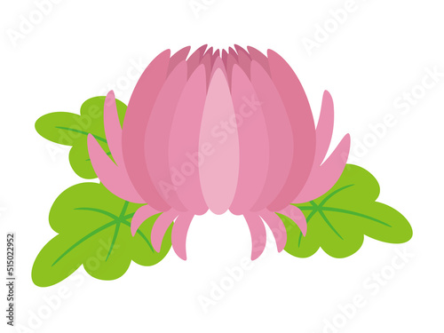 ピンクの菊