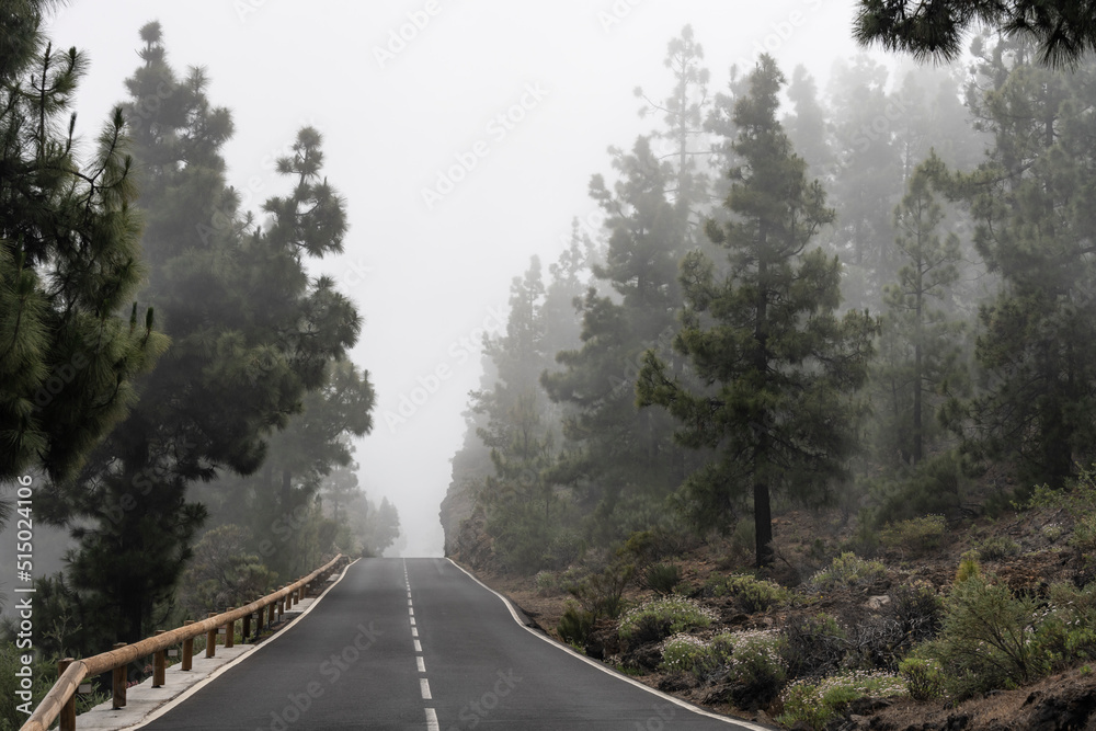 Scenic road through the misty pine forest to Teide national park