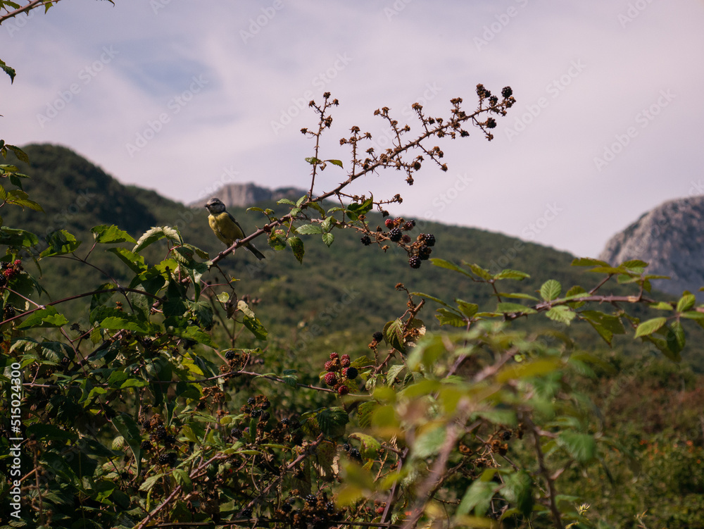 Yellow bird on a branch, landscape Yellow bird on a branch, landscape