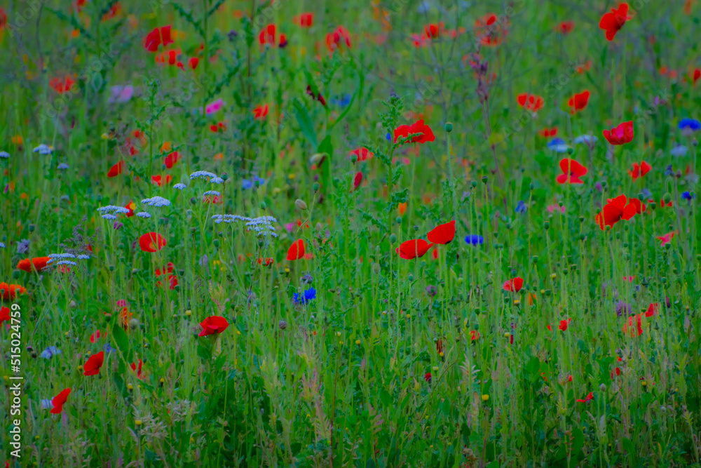 Poppy Garden 