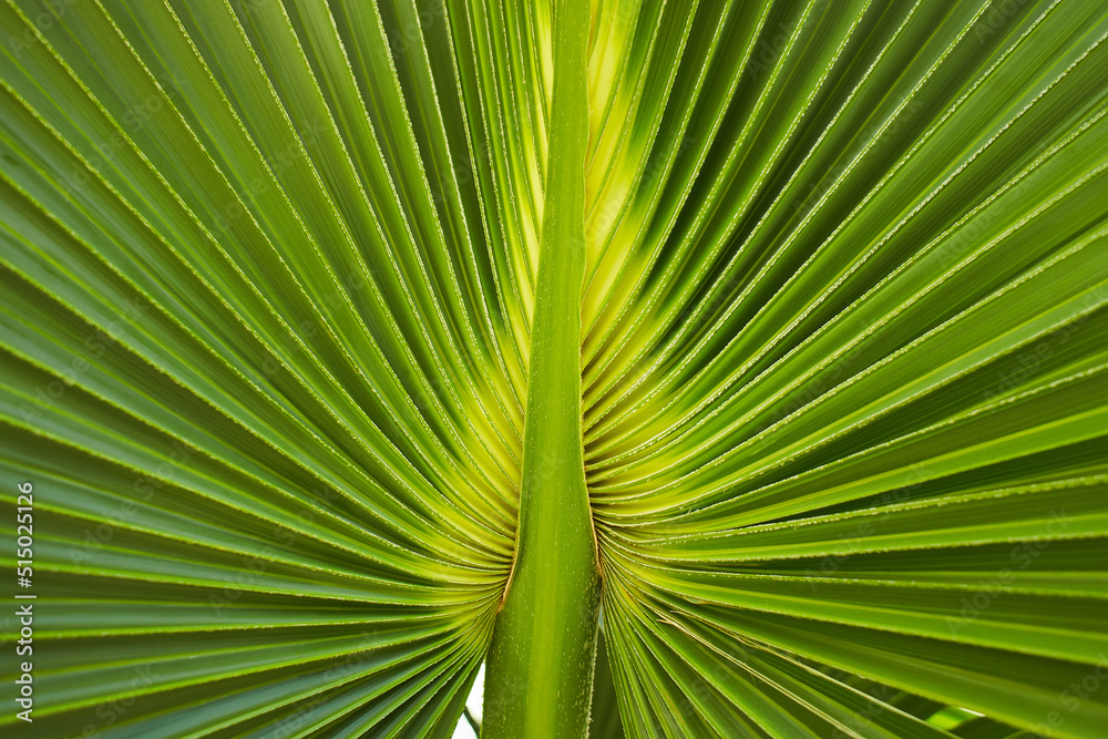 Green palm leaf of Talipot Palm (Corypha umbraculifera L.) Green palm leaf of Talipot Palm (Corypha umbraculifera L.)