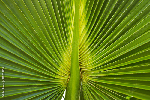 Green palm leaf of Talipot Palm (Corypha umbraculifera L.) photo