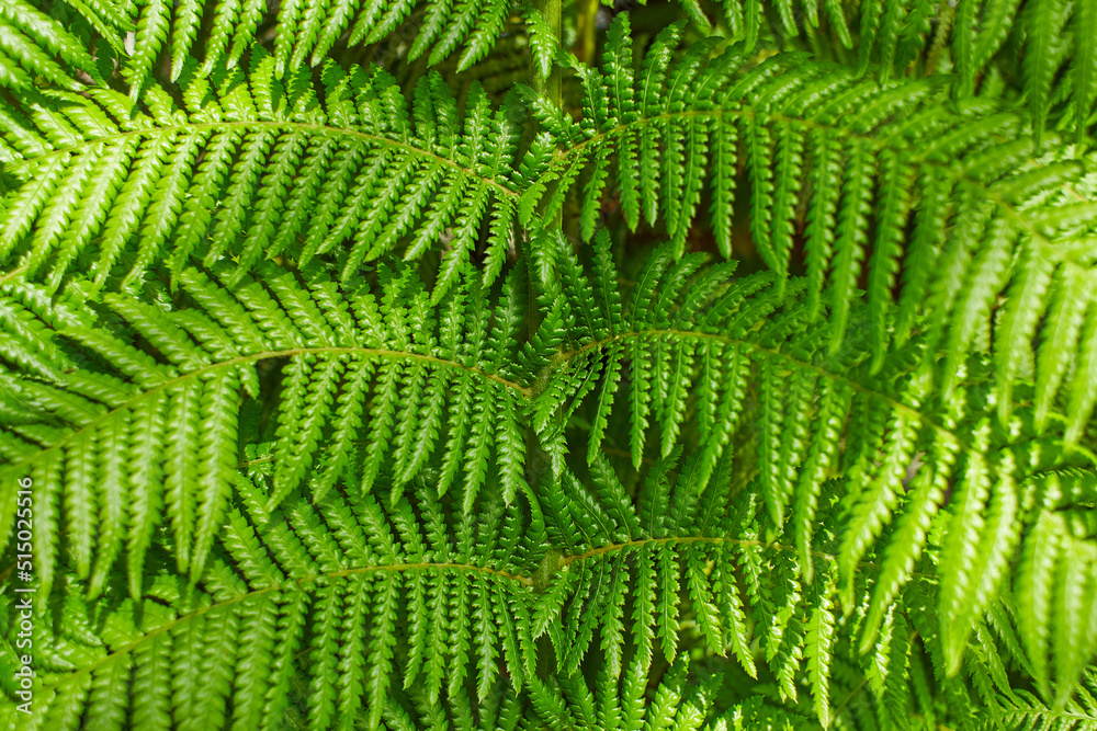 Fern leaves with beautiful pattern under bright light in summer in a mountain forest Fern leaves with beautiful pattern under bright light in summer in a mountain forest