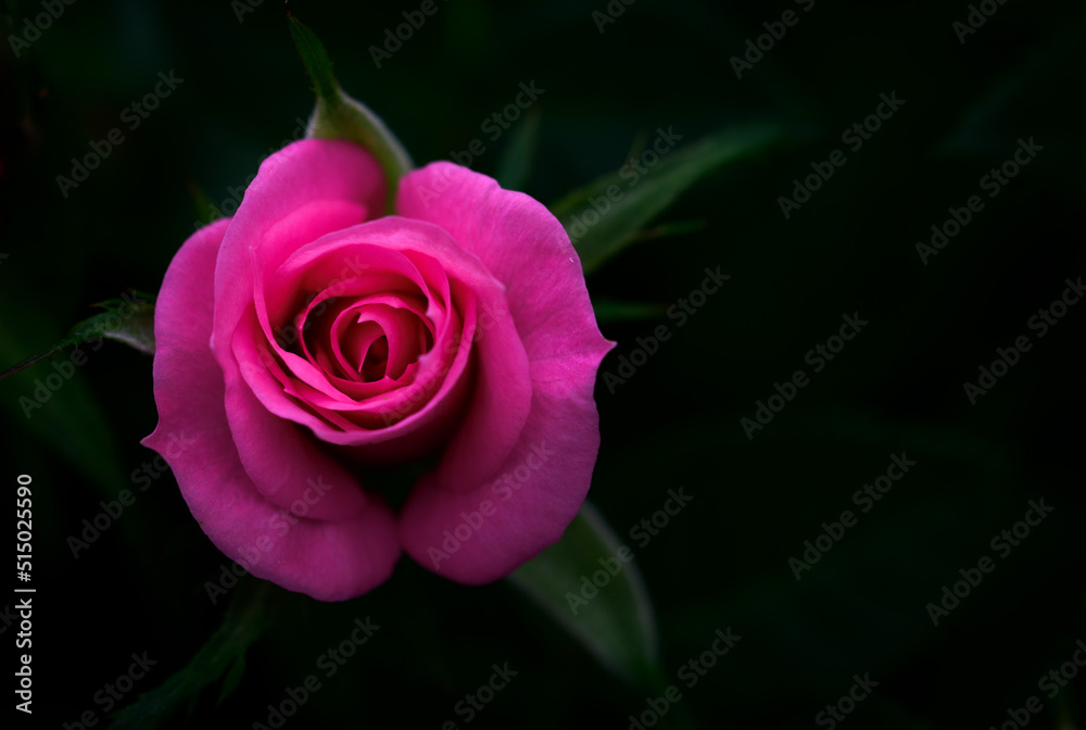 pink rose on black background pink rose on black background