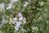 Abeja de espalda recolecta polen