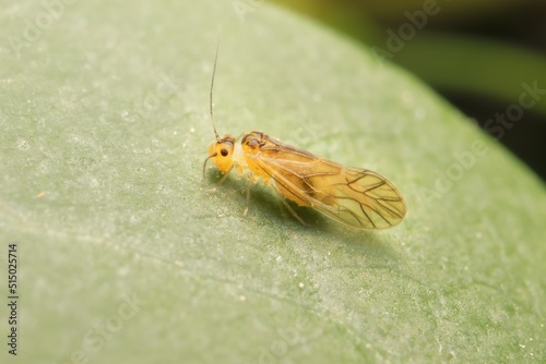 small Psocoptera on a leaf photo