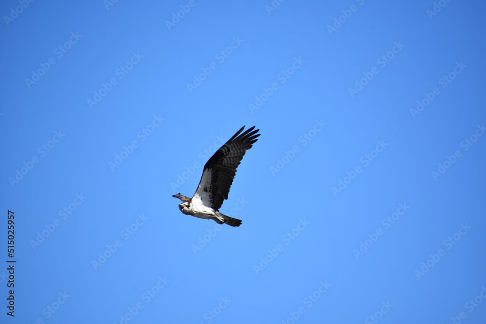 Amazing Flying Osprey Bird with Blue Skies Amazing Flying Osprey Bird with Blue Skies