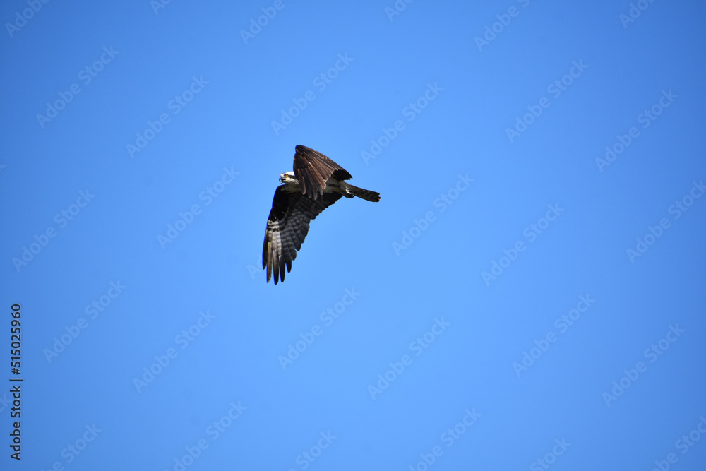 Fototapeta premium Flying Osprey Bird on a Summer Day