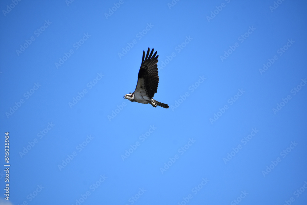 Fototapeta premium Striking Osprey Bird with Wings Spread in Flight