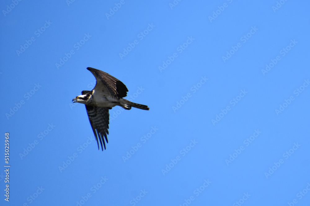 Osprey Bird with Wings Folded in Flight Osprey Bird with Wings Folded in Flight