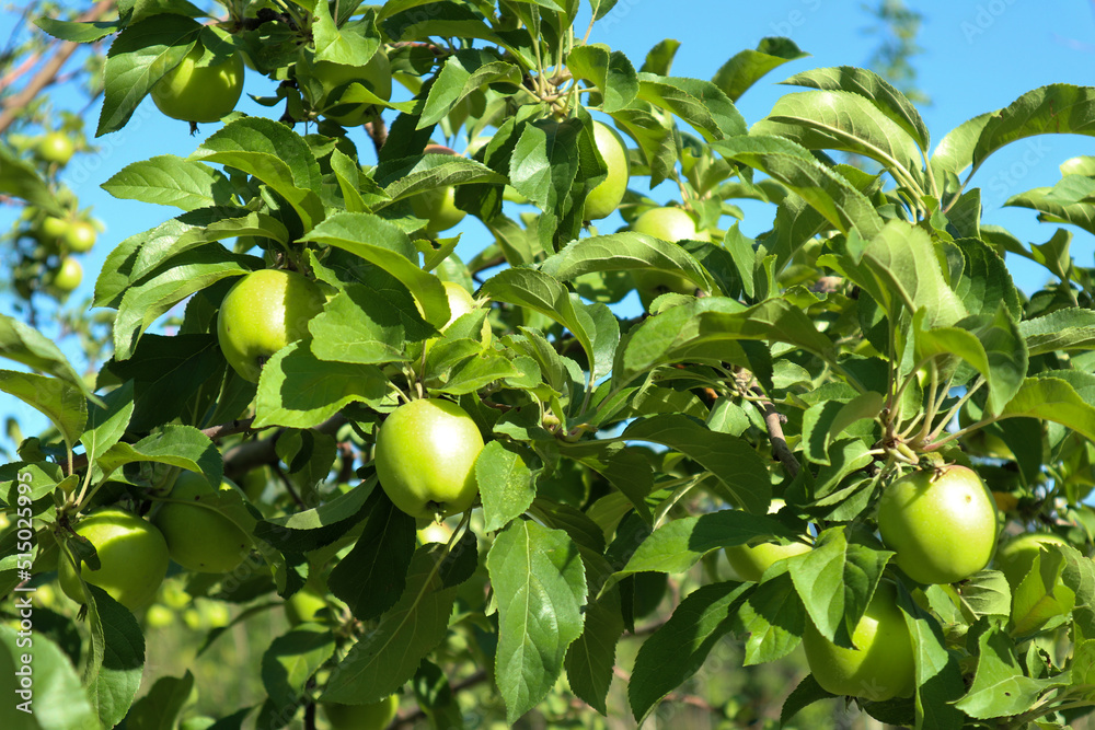 small green apples on a branch. young apples  