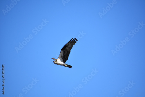Amazing Flying Osprey Bird with Blue Skies © dejavudesigns