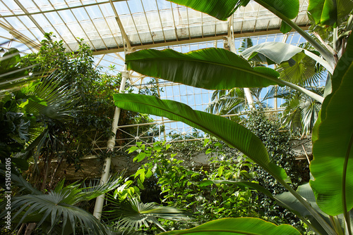 Photography Botanical garden with plants and flowers growing in Dublin, Ireland