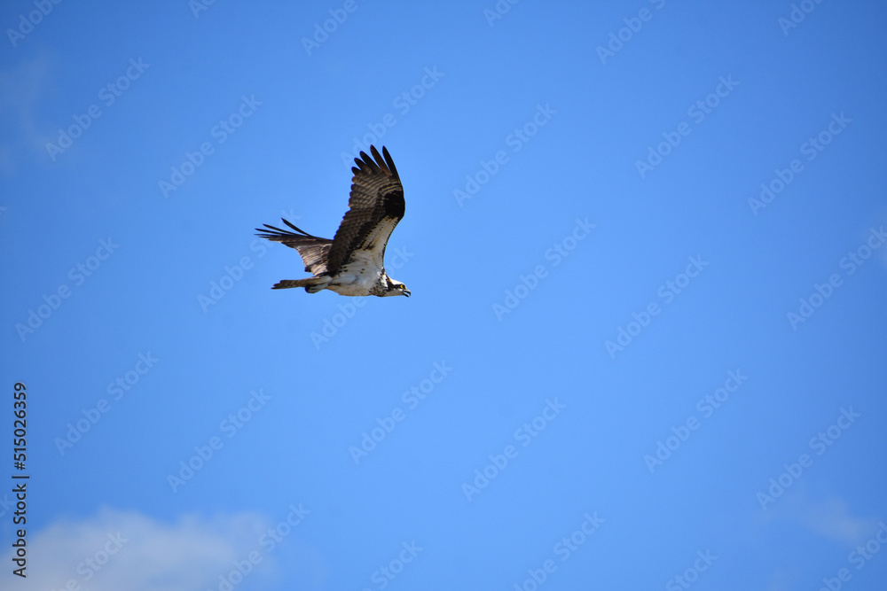 Fantastic Osprey Flying Through the Summer Skies