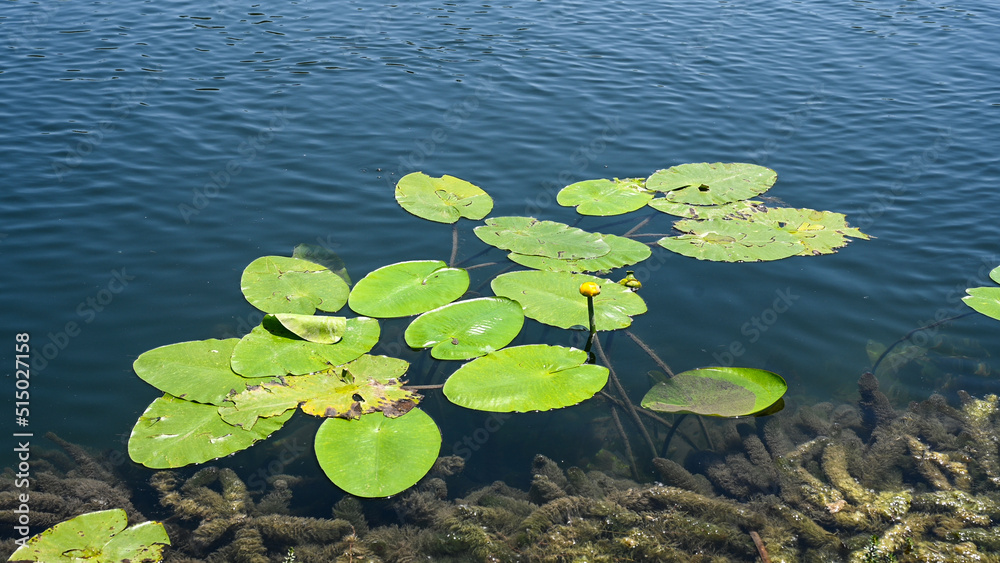 Lotus flower and leaves on the river. Water lilly blossoms on the lake in hot summer day. green lilly pad's cover on water surface. Nymphaea flower. Lotus flower and leaves on the river. Water lilly blossoms on the lake in hot summer day. green lilly pad's cover on water surface. Nymphaea flower.