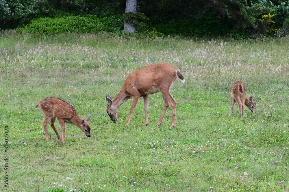 A female deer with her two Fawns at Oceans Shores in Washington, USA. A female deer with her two Fawns at Oceans Shores in Washington, USA.