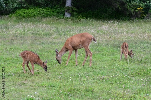 A female deer with her two Fawns at Oceans Shores in Washington  USA. 