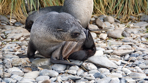 Antarctic fur seal (Arctocephalus gazella) pup at Jason Harbor on South Georgia Island