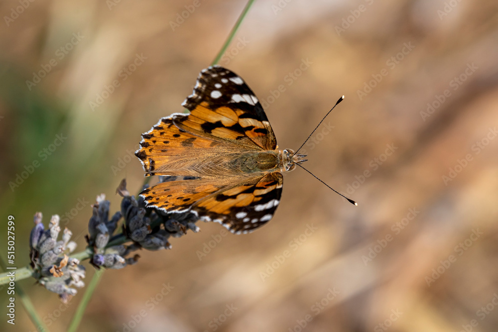 Obraz premium macro de vanesse