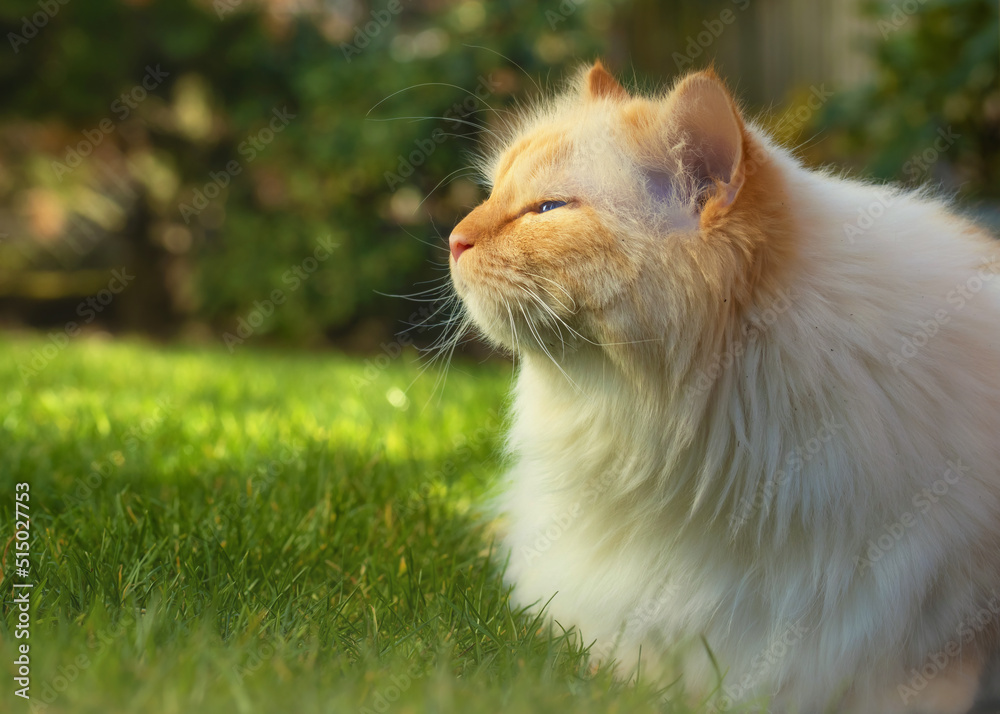 Fluffy white cat relaxing on the lawn with half closed eyes