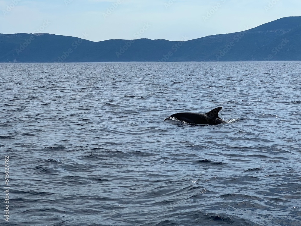 Fototapeta premium Delfine in der Adria