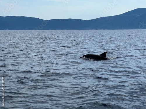 Delfine in der Adria