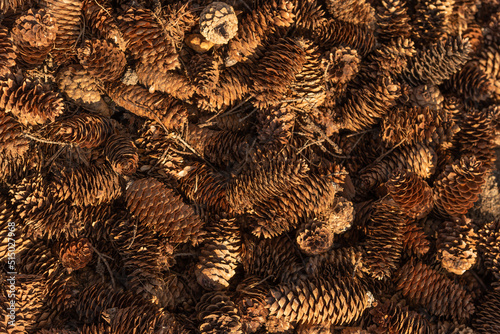 A large number of forest cones lying on the ground.