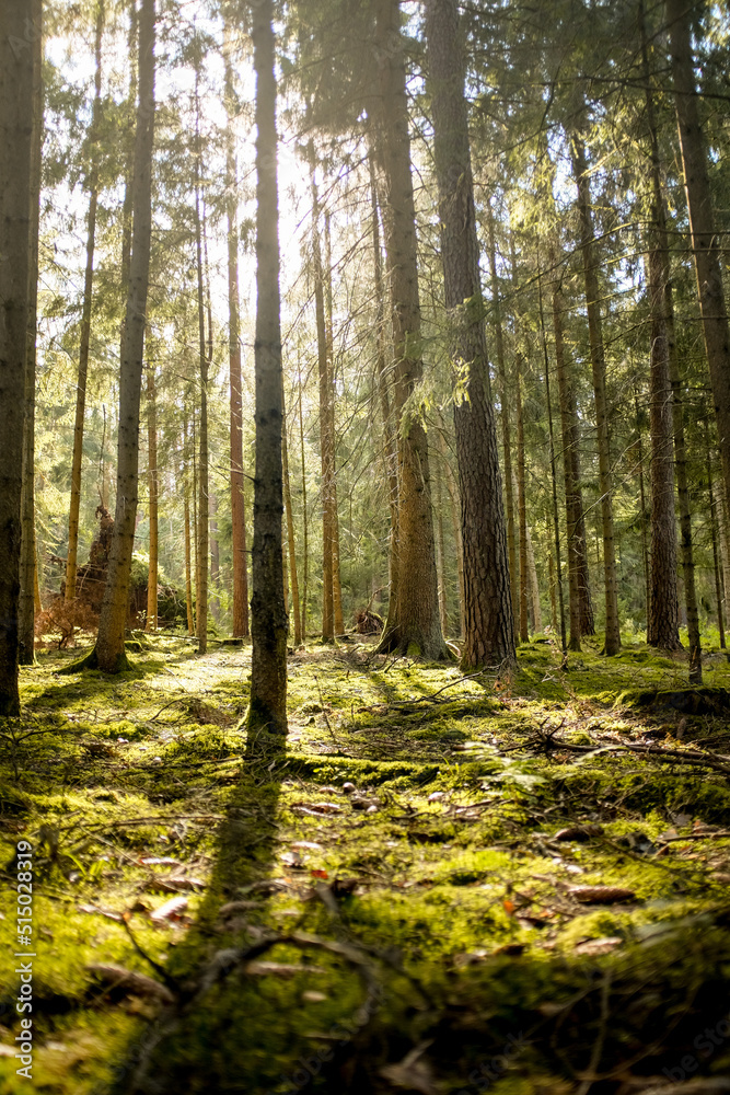 Obraz premium Sommerwald