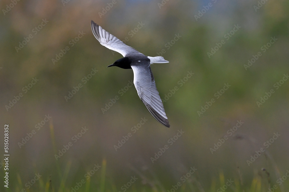 White-winged tern // Weißflügelseeschwalbe (Chlidonias leucopterus) Greece // Griechenland White-winged tern // Weißflügelseeschwalbe (Chlidonias leucopterus) Greece // Griechenland