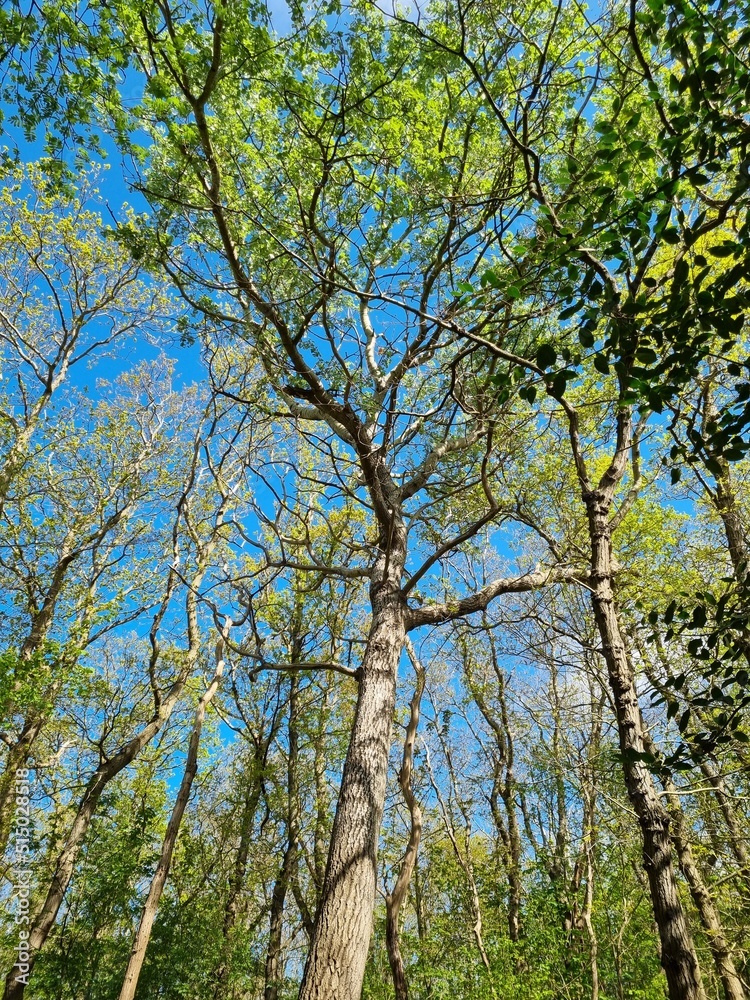 View into the tree tops of the View into the tree tops of the