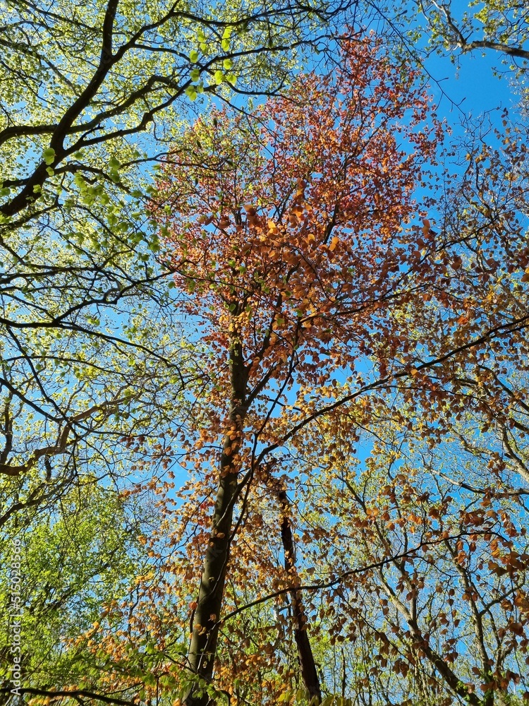 View into the tree tops of the View into the tree tops of the