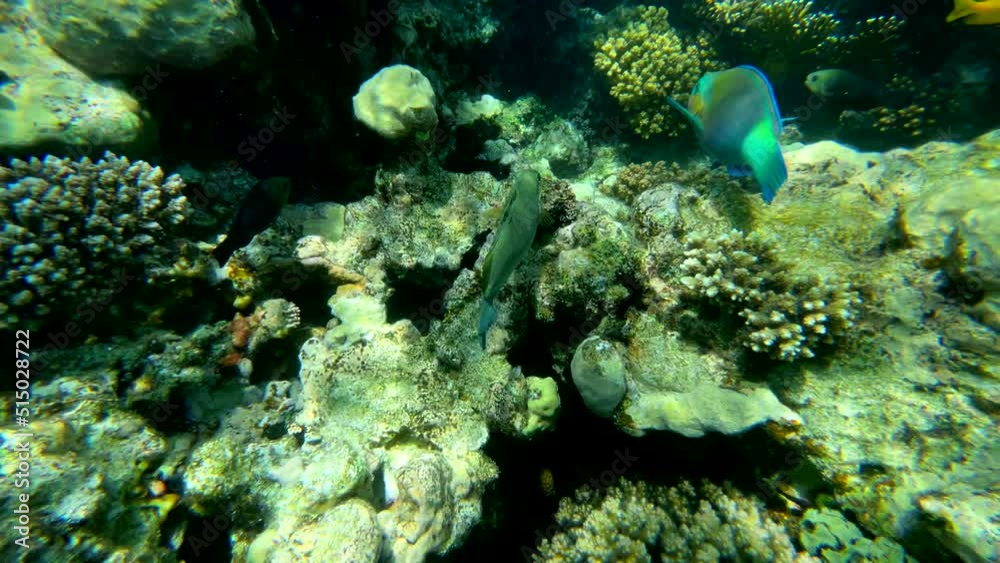 Red Sea Fauna. Static video of a coral reef in the Red Sea. Beautiful underwater background with fish and corals. High quality 4k footage Red Sea Fauna. Static video of a coral reef in the Red Sea. Beautiful underwater background with fish and corals. High quality 4k footage