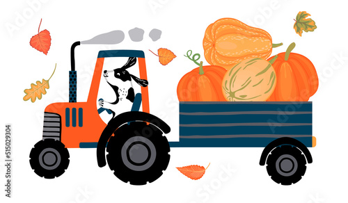 Farm tractor with pumpkin trailer and dog driver isolated on white.Pumpkin season colorful background for design card,sticker,poster,banner.Vector flat cartoon illustration.
