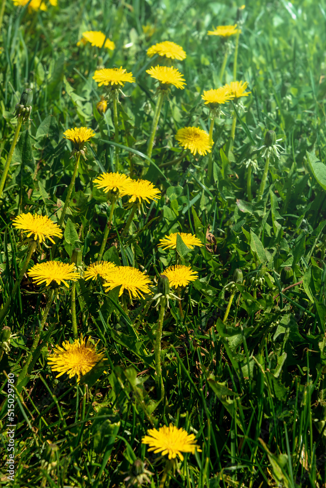 Yellow dandelions in the field in summer. Yellow dandelions in the field in summer.