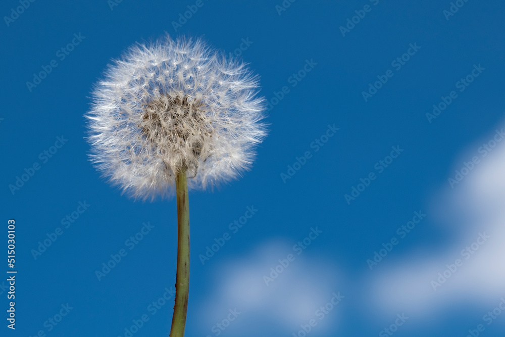 Löwenzahn Pusteblume
