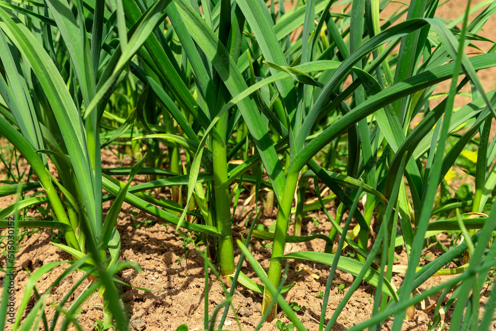 Fototapeta premium Spring planting of garlic in the garden on the bed.