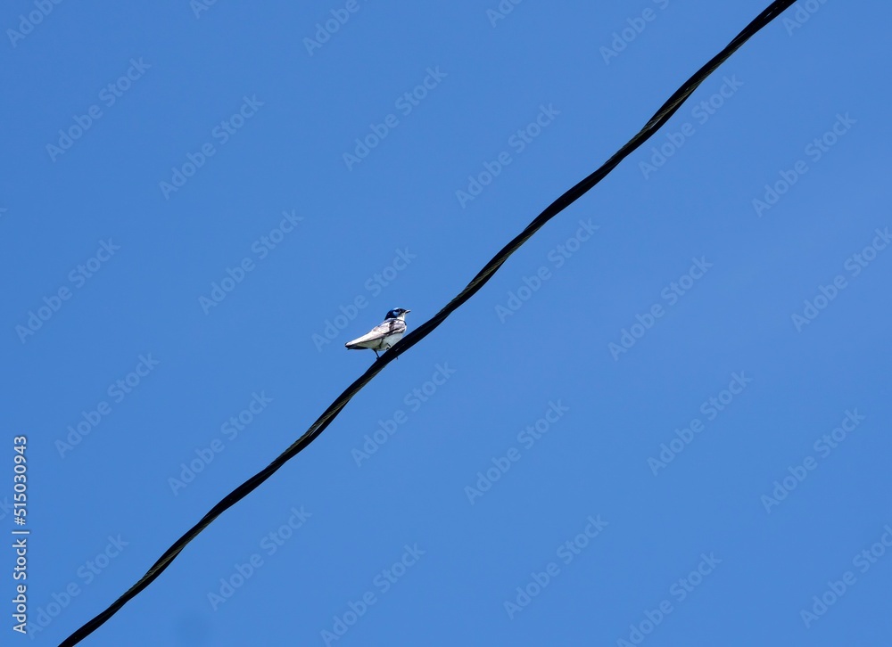 Small white and blue bird on heavy electrical or phone cable, on diagonal, against deep, clear blue sky. Bird on a wire. Copy Space. Small white and blue bird on heavy electrical or phone cable, on diagonal, against deep, clear blue sky. Bird on a wire. Copy Space.