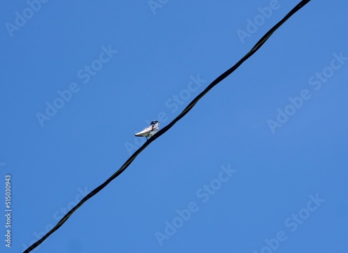 Small white and blue bird on heavy electrical or phone cable, on diagonal, against deep, clear blue sky. Bird on a wire. Copy Space.