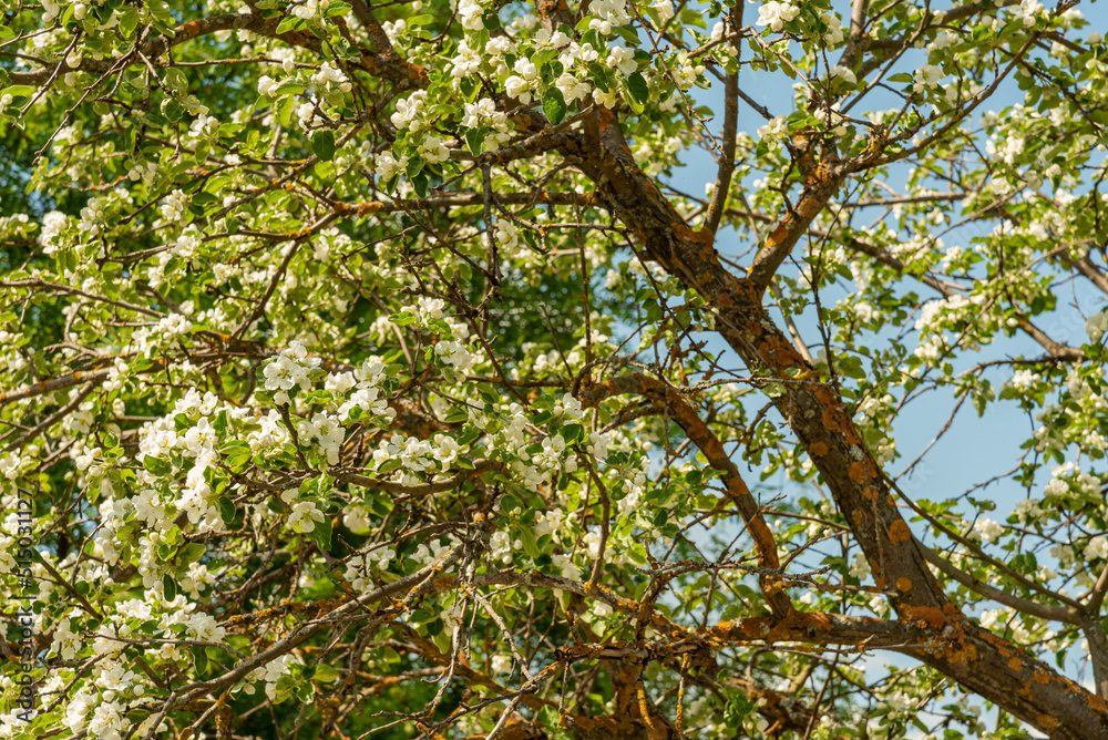 An apple tree with blooming flowers. An apple tree with blooming flowers.